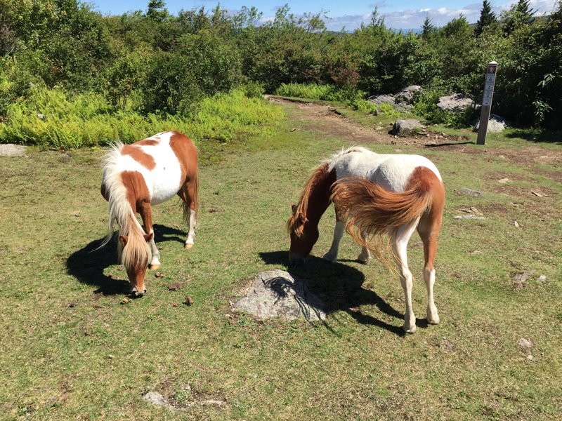 Wild ponies grazing in the meadow where the AT Junction Trail meets the AT.