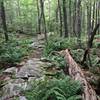 Large stepping stones and ferns on upper elevation of Mountain View Trail
