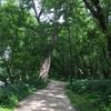 View of the Pike Island path