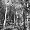 Stand of aspens