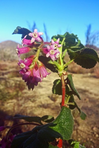 Rubus sp., Mt. Lukens, 2015.02.08