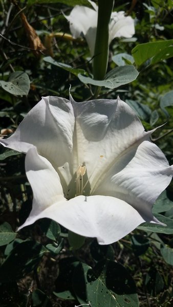 Sacred Datura/Jimson Weed is found along the E Fork Trail in the lowlands.
