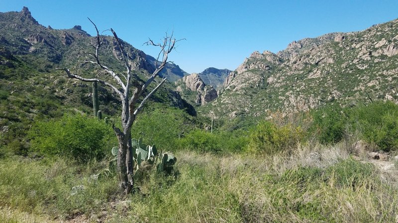 Up and into the entrance to Sabino Canyon a few miles before the pavement