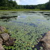 Water Lily's blooming on John Allen Pond