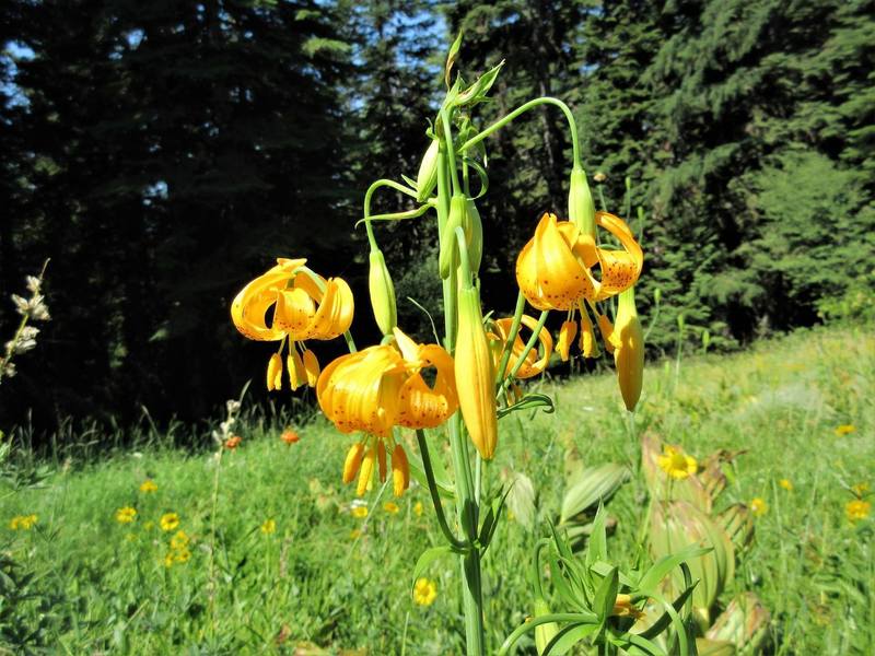 Wiggin's Lily on Upper Bull Gap Trail (Photo by Robert Nicholson)