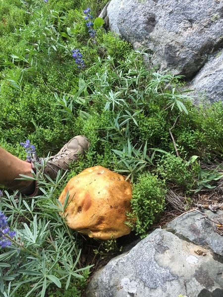 Large mushroom along the trail