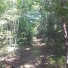 Mixed hardwood/pine forest area