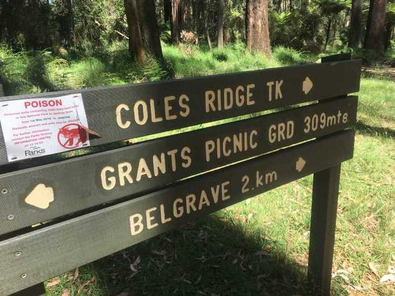 Coles Ridge Track between Kallista and Belgrave