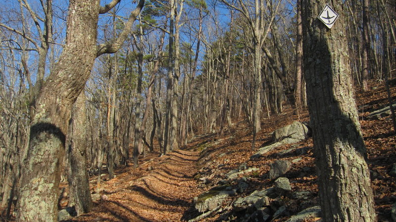 Ascent to Horn Mountain from Pilcher's Pond / Pocket Road