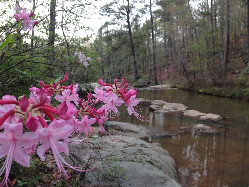 One of the more scenic trails in Georgia. Wild Azaleas about the Henry Mill Falls. The scenery here changes almost weekly.