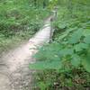 Classic nature of the trail.