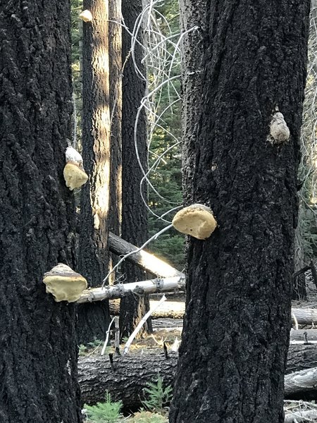 There is a lot of fire damage in the forest ('17), yet there is still beauty in it, such as all the woody fungus growths on the charred timber.