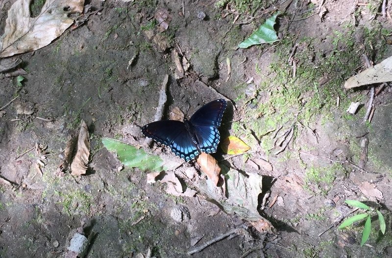 A Swallowtail Butterfly along Ridley Creek's Orange Trail
