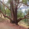 The distinctive Madrone, common throughout the Ashland trail system especially on south-facing slopes.