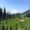 Amazing views of Mt Rainier along the trail