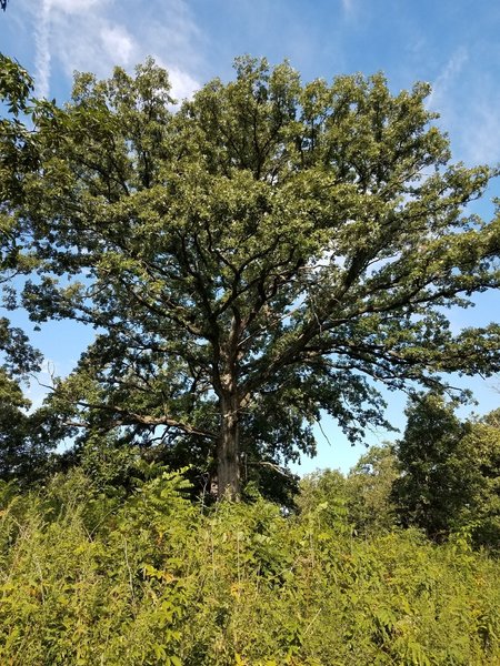 Bur oak tree, along the savanna trail.