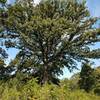Bur oak tree, along the savanna trail.