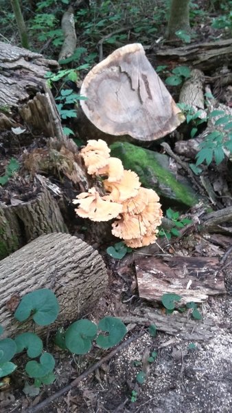 Cool fungi.
