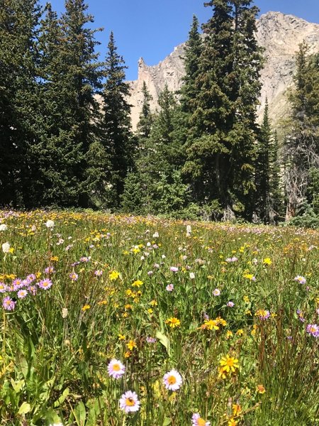 Devil's Thumb and wildflowers