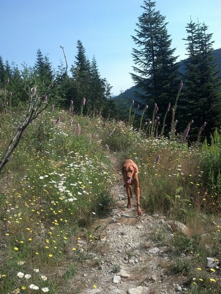 Stanley out on Wyoming-Fir Creek Trail.