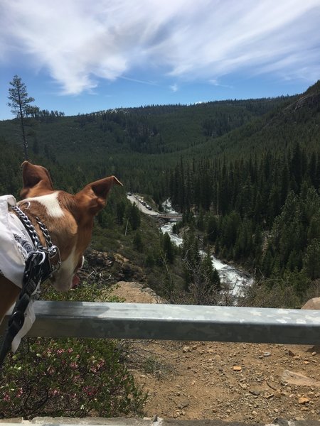 The best hiking partners have four legs.