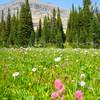 Wildflowers on the Piegan Pass Trail.