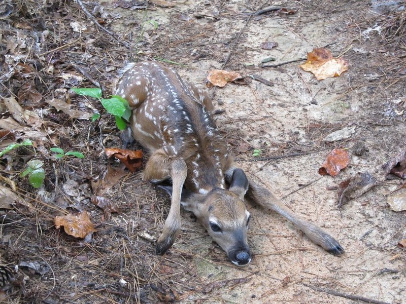 A fawn hiding on the Sheep Ranch Trail