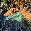 There were several star fish and anemone in the tide pools.