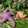 Starfish in a tidepool near hole-in-the-wall.