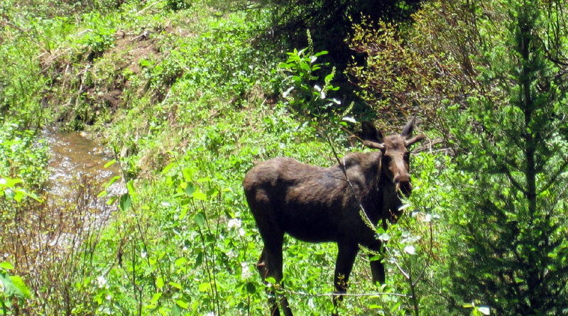 Bull moose off trail