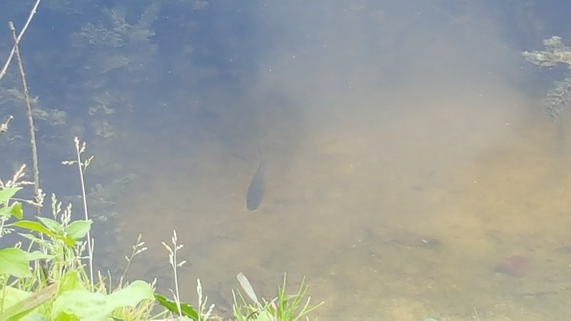 One of the many small fish you can see in these small lakes/ponds.