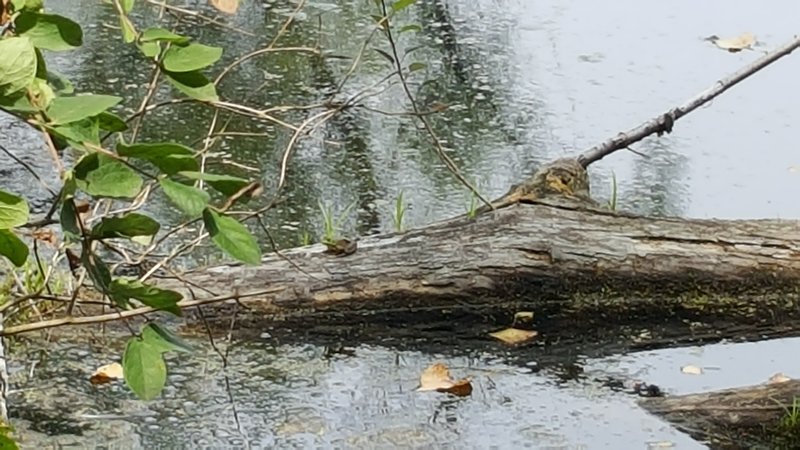 Usually we see turtles sunbathing, but can you see the amphibian here?