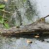 Usually we see turtles sunbathing, but can you see the amphibian here?