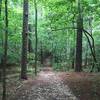 Looking Down the Trail - Sal's Branch Trail - William B. Umstead Park