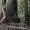 Bench on Tall Trees Trail in Redwood National Park