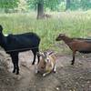 The local goats, who are on hand to help maintain the grounds