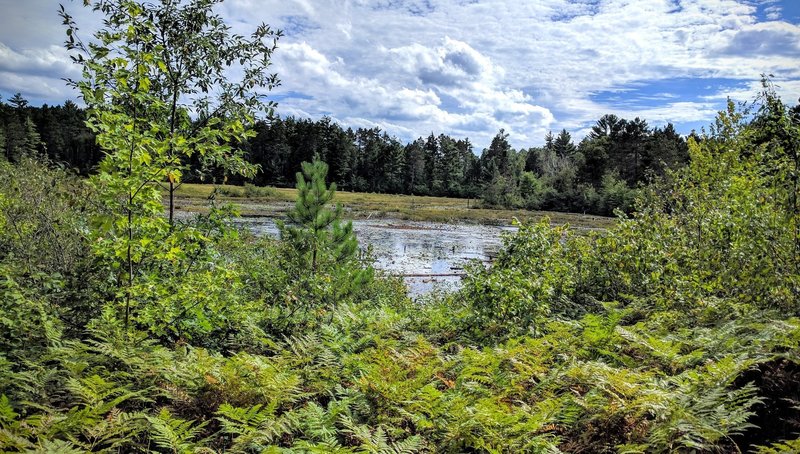 Small lake/swamp on Lumberjack trail