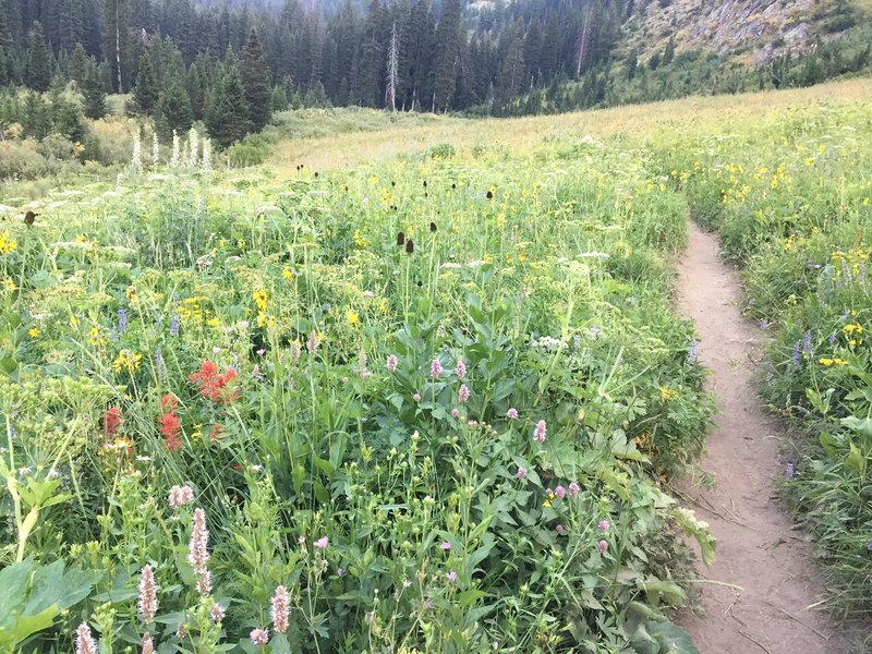 The trail through a field of wildflowers on the South Teton Trail.
