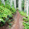 Some of the best trail through aspens you'll ever experience!