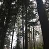 Fog & Trees on the Big Spruce Trail
