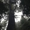The impressive Big Spruce