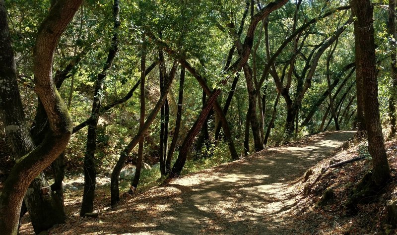 Wooded section along the stream of Baldy Ryan Canyon, on Mayfair Ranch Trail