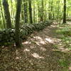 Old stone wall along the East Mountain Loop Trail