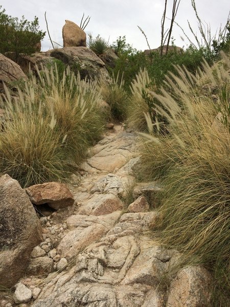 Almost to the pools, this interesting display of grass with ocotillo in full bloom greets you at the top.