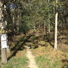 Look for this tree marking the start point of the trail.
