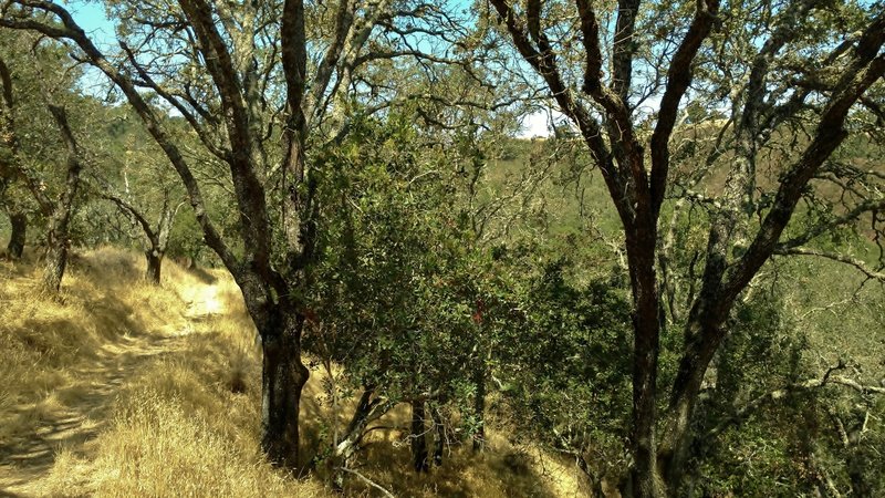 Little Llagas Creek Trail meanders through the oaks on a hillside.