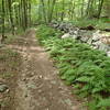 Roaring Brook Trail