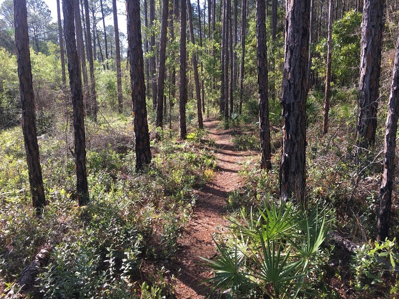 A section of smooth singletrack through the trees that is common on the Crooked Creek Bike Trail.