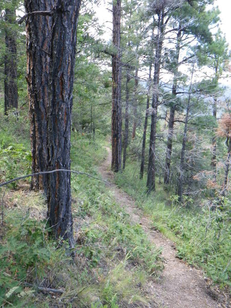 Smooth section of the trail.