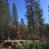 The deep forested trail.